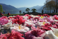 Demonstration Event Spring Festival